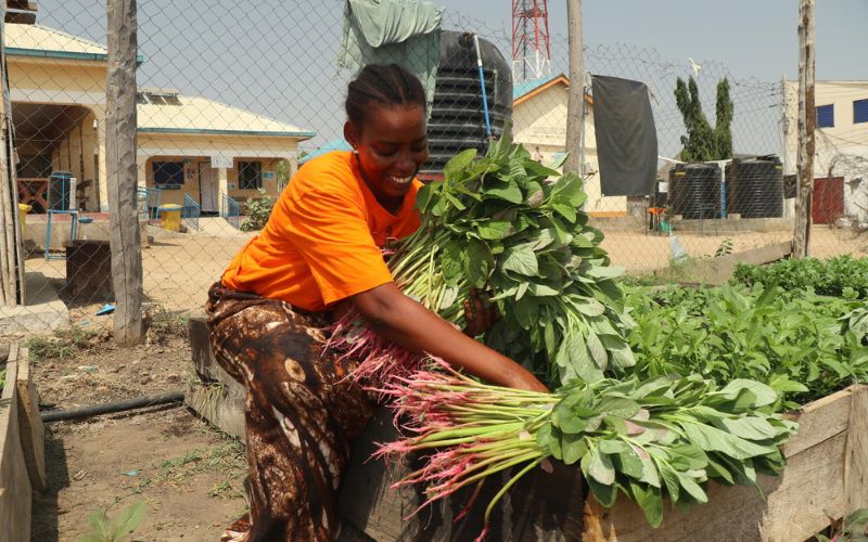 A South Sudanese woman bends down to gather leafy greens from a garden.